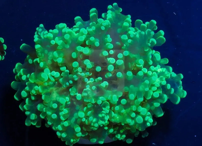 Frogspawn Coral Sea (Euphyllia spp) - Marine World Aquatics