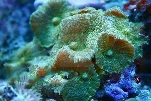 Furry Mushroom Rock Fiji Green (Rhodactis spp) - Marine World Aquatics