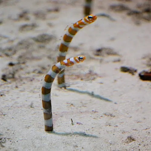 Garden Eel - Striped (Gorgasia preclara) - Marine World Aquatics