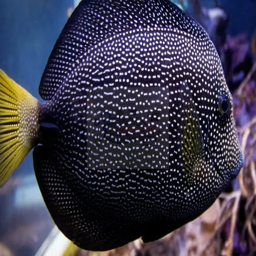 Gem Tang (Zebrasoma Gemmatum) - Marine World Aquatics