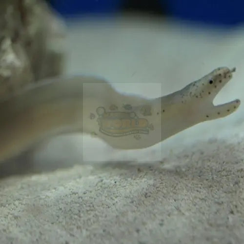 Ghost Eel (Pseudechidna brummeri) - Marine World Aquatics