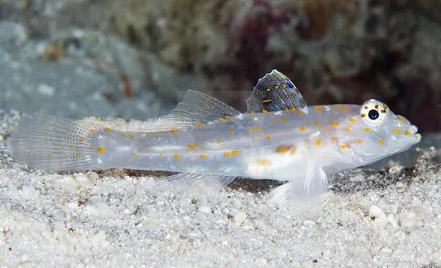 Ghost Goby (Fusigobius pallidus) - Marine World Aquatics