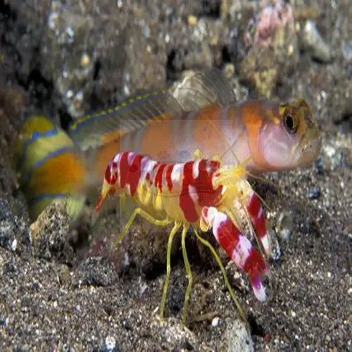 Shrimp/Goby Pair - Marine World Aquatics