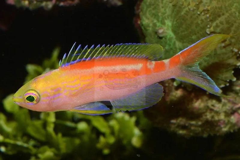 Golden Anthias (Pseudanthias aurulentus) - Marine World Aquatics