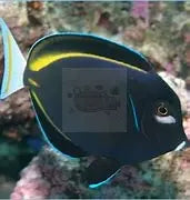 Goldrim Powder Grey (Acanthurus nigricans) - Marine World Aquatics