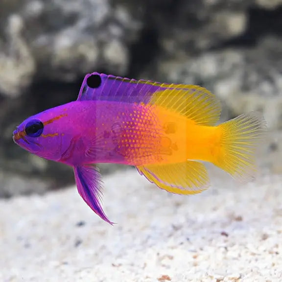 Gramma - Royal (Gramma loreto) - Marine World Aquatics