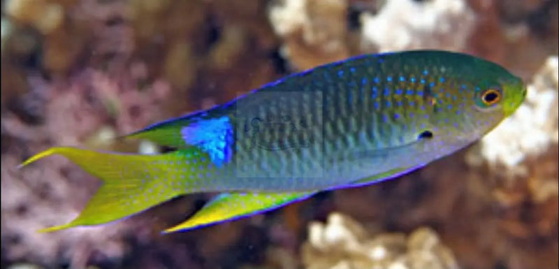 Green Damsel (Neopomacentrus nemurus) - Marine World Aquatics