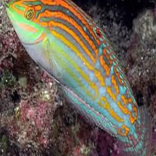 Green Face Wrasse (Halichoeres cosmetus) - Marine World Aquatics