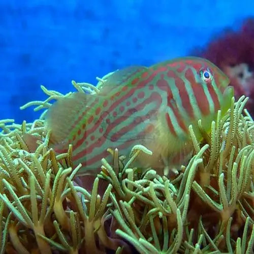 Green Goby (Gobiodon histrio) - Marine World Aquatics