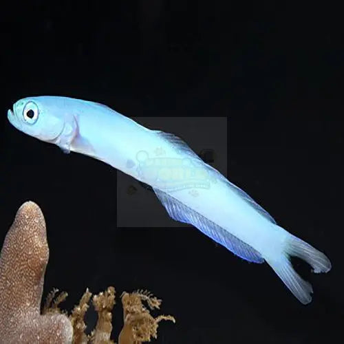 Gudgeon - Blue (Ptereleotris heteroptera) - Marine World Aquatics