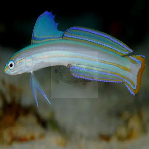 Gudgeon - Orange stripe (Ptereleotris grammica) - Marine World Aquatics