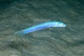 Gudgeon - Streamer  (Ptereleotris hanae) - Marine World Aquatics