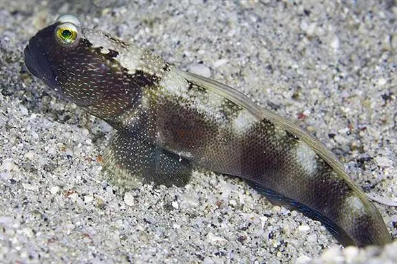 Harbour Goby (Cryptocentrus fasciatus) - Marine World Aquatics