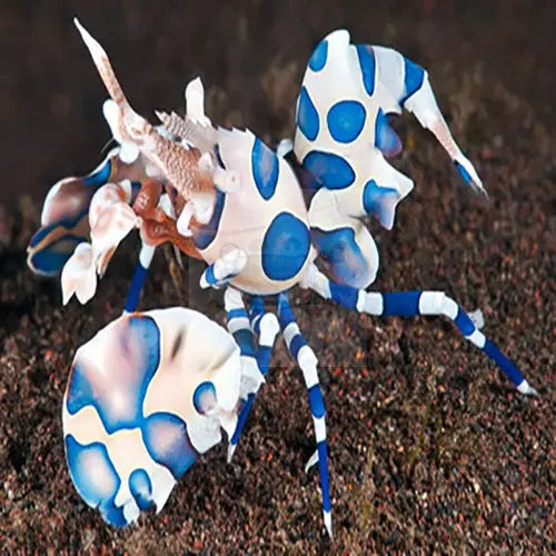 Harlequin Shrimp (Hymenocera picta) - Marine World Aquatics