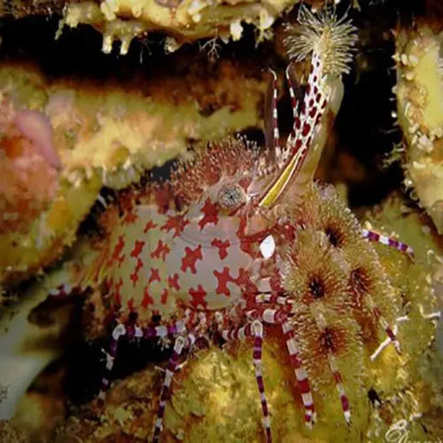 Hawaiian Shrimp - Mossaic (Saron marmoratus) - Marine World Aquatics