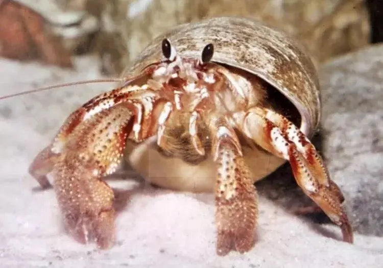 Hermit Crab - Common - Algae Eating - Marine World Aquatics