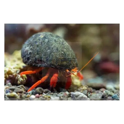 Hermit Crab - Orange Leg (Clibanarius spp.) - Marine World Aquatics