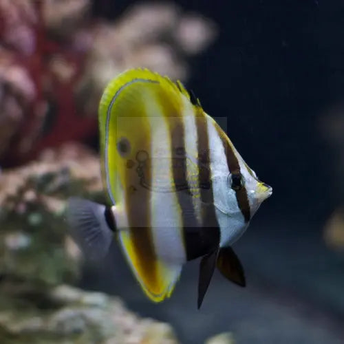 Hi Fin Butterfly (Coradion altivelis) - Marine World Aquatics