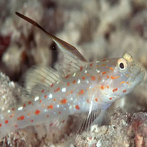 Hi Fin Spangle Goby (Ctenogobiops tangaroai) - Marine World Aquatics