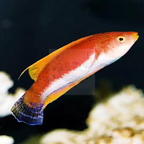 Hi Fin Sword Dwarf Parrot (Cirrhilabrus filamentosus) - Marine World Aquatics