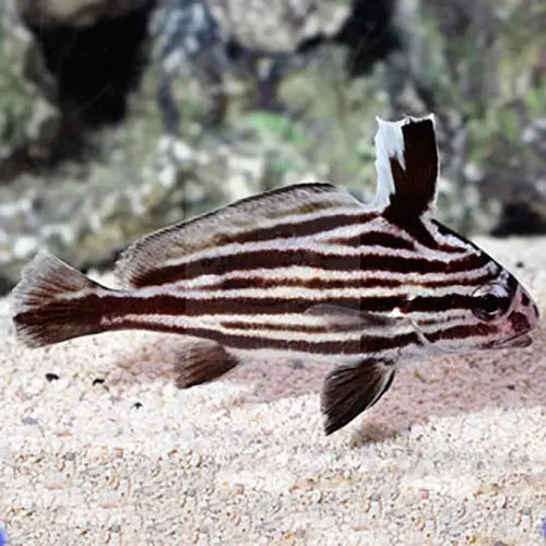 Hi-Hat Sweetlips (Equetus acuminatus) - Marine World Aquatics