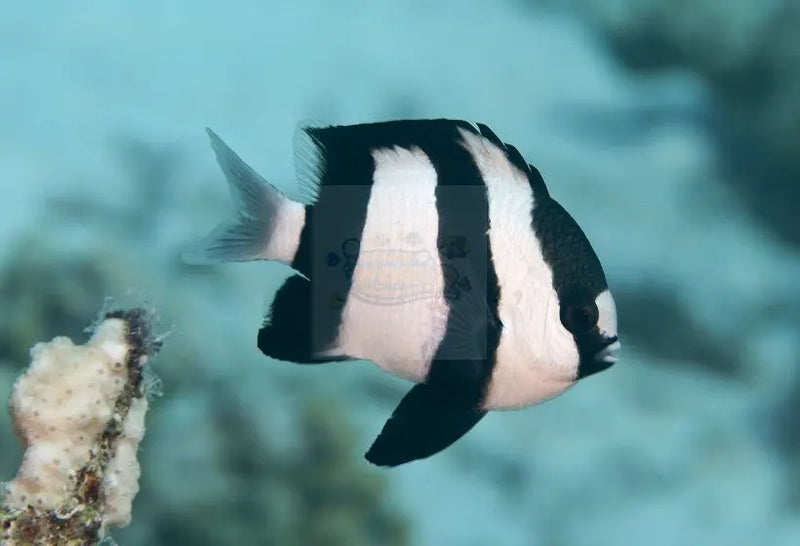 Humbug - Three Stripe (Dascyllus aruanus) - Marine World Aquatics