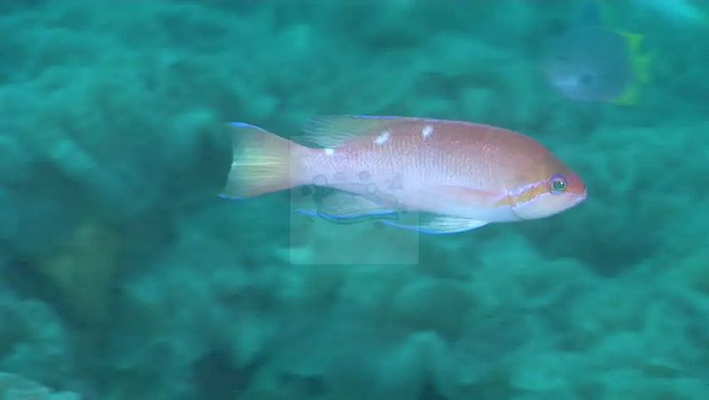 Hutomoi Anthias (Pseudanthias hutomoi) - Marine World Aquatics