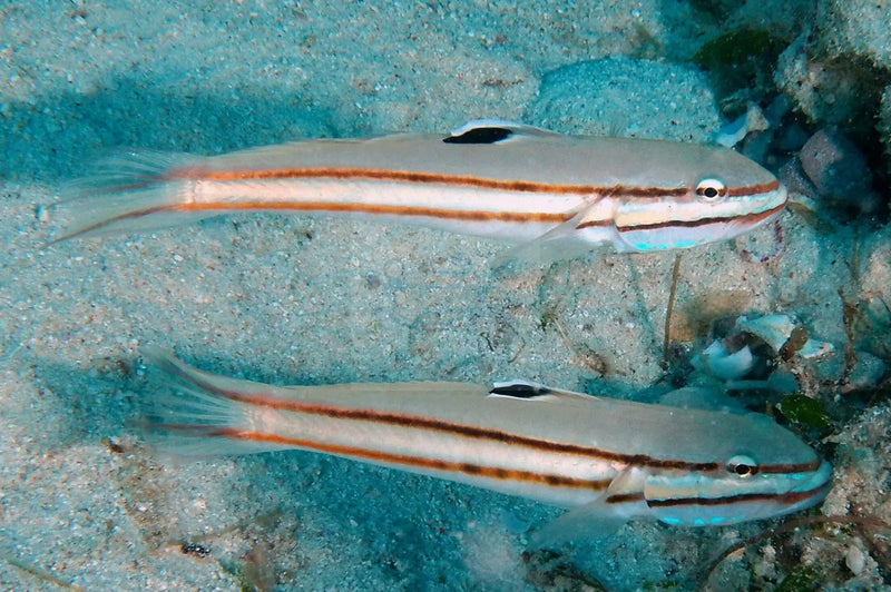 Jam Sandwich Goby (Valenciennea helsdingenii) - Marine World Aquatics