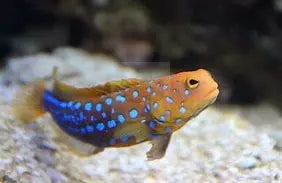 Jawfish Blue Spotted  - (Opistognathus rosenblatti) - Marine World Aquatics