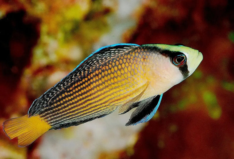 Jewel Pygmy Basslet (Manonichthys splendens) - Marine World Aquatics