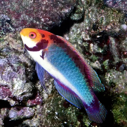 Koi Dwarf Parrot (Cirrhilabrus solorensis) - Marine World Aquatics