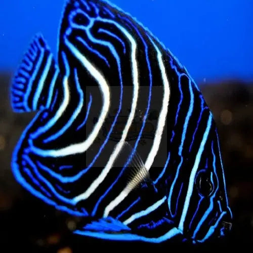 Koran Angel : J (Pomacanthus semicirculatus) - Marine World Aquatics