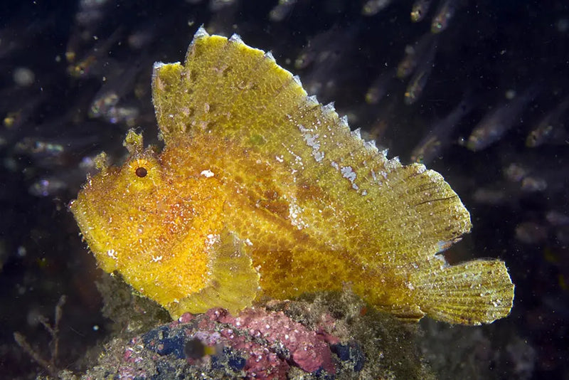 Leaf Fish - Coloured (Taenianotus triacanthus) - Marine World Aquatics