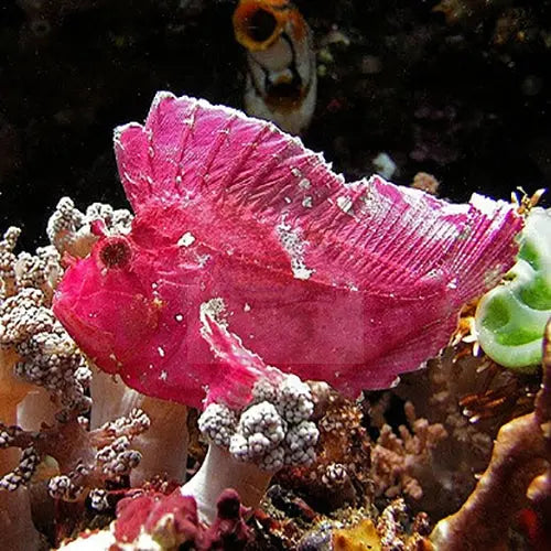 Leaf Fish - Red (Taenianotus triacanthus) - Marine World Aquatics