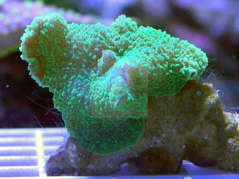 Leather Mushroom Rock Green (Rhodactis mussoides) - Marine World Aquatics