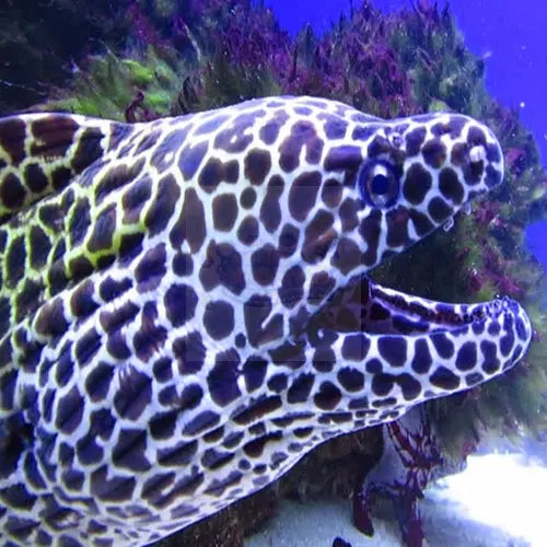 Enchanting Eels Collection – Marine World Aquatics