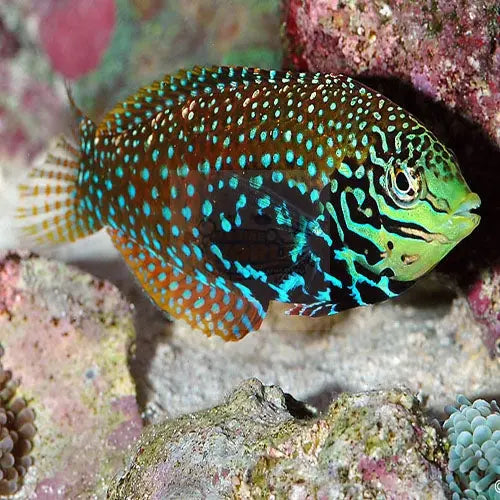 Leopard Wrasse - False (Macropharyngodon ornatus) - Marine World Aquatics