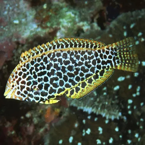 Leopard Wrasse - Melanesia (Macropharyngodon meleagris) - Marine World Aquatics