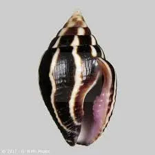 Lightning Dove Snail (Pictocolumbella ocellata) - Marine World Aquatics