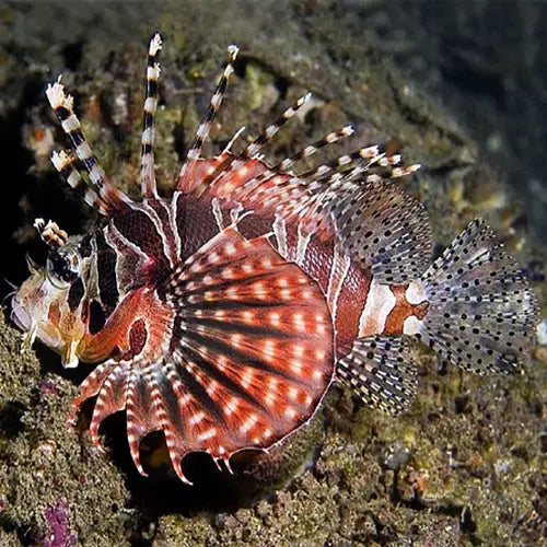 Lion - Fuzzy Dwarf (Dendrochirus brachypterus) - Marine World Aquatics