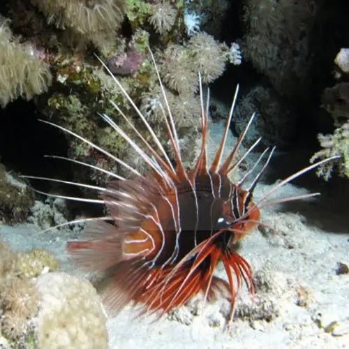 Lion - Radiata (Pterois radiata) - Marine World Aquatics