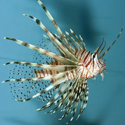 Lion - Volitans (Pterois volitans) - Marine World Aquatics