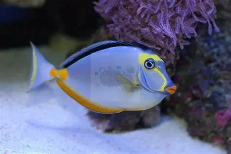 Lipstick Tang - (Naso elegans) West Ind Ocean - Marine World Aquatics