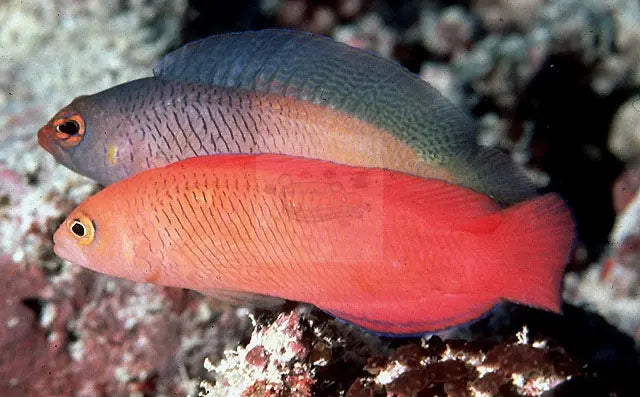 Long Fin Dottyback (Pseudoplesiops typus) - Marine World Aquatics