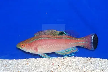 Long Fin Dwarf Parrot-Shimmer (Cirrhilabrus pylei) - Marine World Aquatics