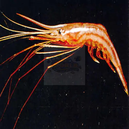 Long Legged Shrimp (Plesionika spinipes) - Marine World Aquatics