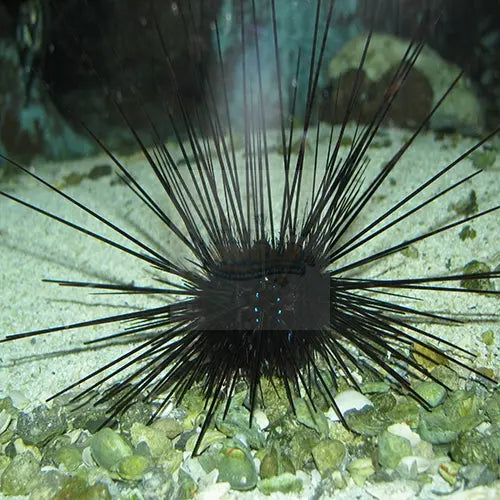 Long Spine Urchin (Diadema setosum) - Marine World Aquatics