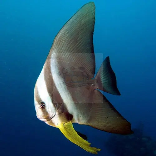 Longfin Batfish (Platax teira) - Marine World Aquatics