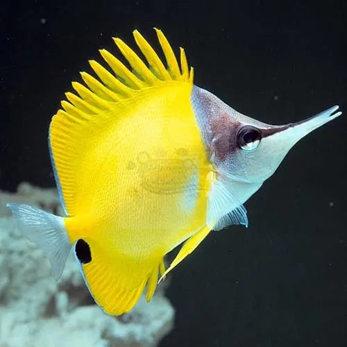 Longnose Butterfly - Yellow (Forcipiger flavissimus) - Marine World Aquatics