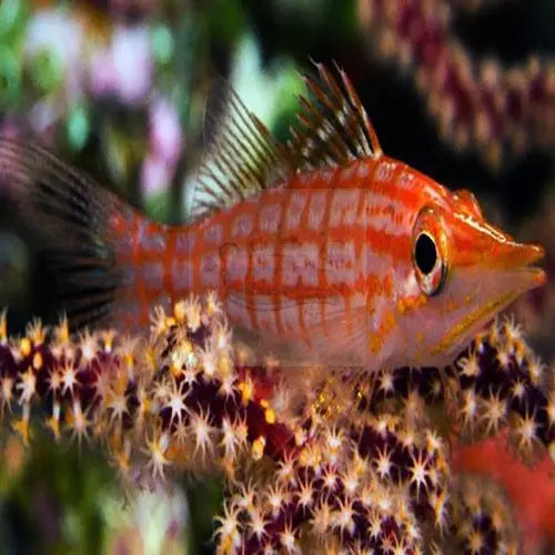 Longnose Hawkfish  (Oxycirrhitus typus) - Marine World Aquatics